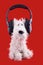 Cute white toy dog in headphones