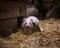 Cute white weasel at small home zoo