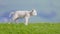 Cute white Welsh Spring Lamb walking side profile on green fresh grass and blue sky