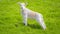 Cute white Welsh Spring Lamb walking side profile on green fresh green grass copyspace