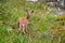 Cute Whitetail deer fawn in the grass. Young spotted baby deer looking behind him. Wildlife in British Columbia Canada