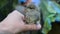 Cute whitethroat fledgeling perching on human hand outdoors