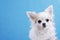 Cute wide eyed chihuahua on an isolated blue background in studio. Funny Chihuahua tilts her head to one side, then on other side