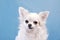 Cute wide eyed chihuahua on an isolated blue background in studio. Funny Chihuahua tilts her head to one side, then on other side