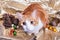 Cute wide eyed orange and white short hair kitty Christmas decorations pinecones and ornaments