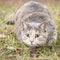 Cute Wide Eyed Tortoiseshell Tabby Cat Ready to Pounce