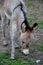 A cute wild baby burro walking in a field of grass