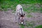 A cute wild baby burro walking in a field of grass