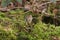 A cute wild Bank Vole, Myodes glareolus foraging for food in woodland.