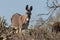 Cute Wild Burro in the Arizona Desert