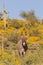 Cute Wild Burro in the Desert