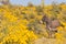 Cute Wild Burro in the Desert in Spring