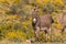 Cute Wild Burro in Spring