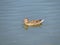 A cute wild duck female swims