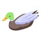Cute wild duck icon, isometric style