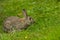 Cute Wild European Rabbit