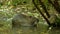 Cute wild furry coypu (river rat, nutria) eating