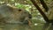 Cute wild furry coypu (river rat, nutria) eating