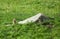 Cute wild gophers in the grass