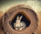 A cute wild hare sits in a hole in a field. Generative AI