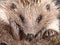 Cute wild hedgehog closeup portrait