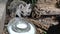 Cute wild hedgehogs eating out of a bowl, hidden cam