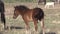 Cute Wild Horse Foal in Spring in Utah