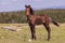 Cute Wild Horse Foal in Summer in the Pryor Mountains Montana