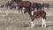 Cute Wild Horse Foal in the Utah Desert