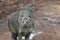 Cute wild javelina sticking its tongue out