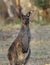 Cute wild kangaroos graze stands, close-up, animal portrait, Australian wildlife