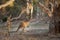 Cute wild kangaroos stands in the forest, brown background