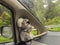 Cute wild Koala Bear doll sitting inside moving car near wing mi