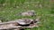 Cute wild marmot pops up out of its burrow- close-up