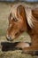 Cute wild moorland pony, Bodmin Moor, Cornwall