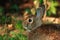 Cute wild rabbit