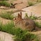 Cute wild rabbit