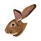 Cute wild rabbit animal nature head