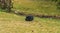 Cute wild rabbits foraging in the grass. Canmore, Alberta, Canada.