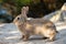 Cute wild rabbits on Okunoshima Island in sunny weaher