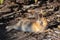 Cute wild rabbits on Okunoshima Island in sunny weaher