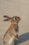 Cute wild rabbits on Okunoshima Island in sunny weaher