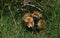 A cute wild Red Fox cub, Vulpes vulpes, is biting the ear of the vixen as they come out of the den in the undergrowth.