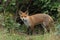 A cute wild Red Fox cub, Vulpes vulpes, is eating at the entrance its den.