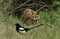 A cute wild Red Fox Cub, Vulpes vulpes, feeding in the long grass at the entrance to its den.