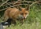 A cute wild Red Fox cub, Vulpes vulpes, licking its lips watching a Magpie feeding in the long grass.