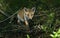 A cute wild Red Fox cub, Vulpes vulpes, sitting at the edge of a river where it has been having a drink.