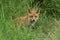 A cute wild Red Fox cub, Vulpes vulpes, sitting in the long grass.