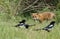 A cute wild Red Fox cub, Vulpes vulpes, standing at the entrance to the den watching the Magpies, which are hunting for food in th