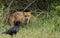 A cute wild Red Fox cub, Vulpes vulpes, standing in the long grass next to the vixen. It is being watched by a Crow.
